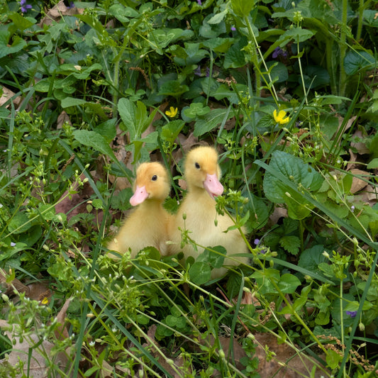 The Latest Surprise Addition to the Farm