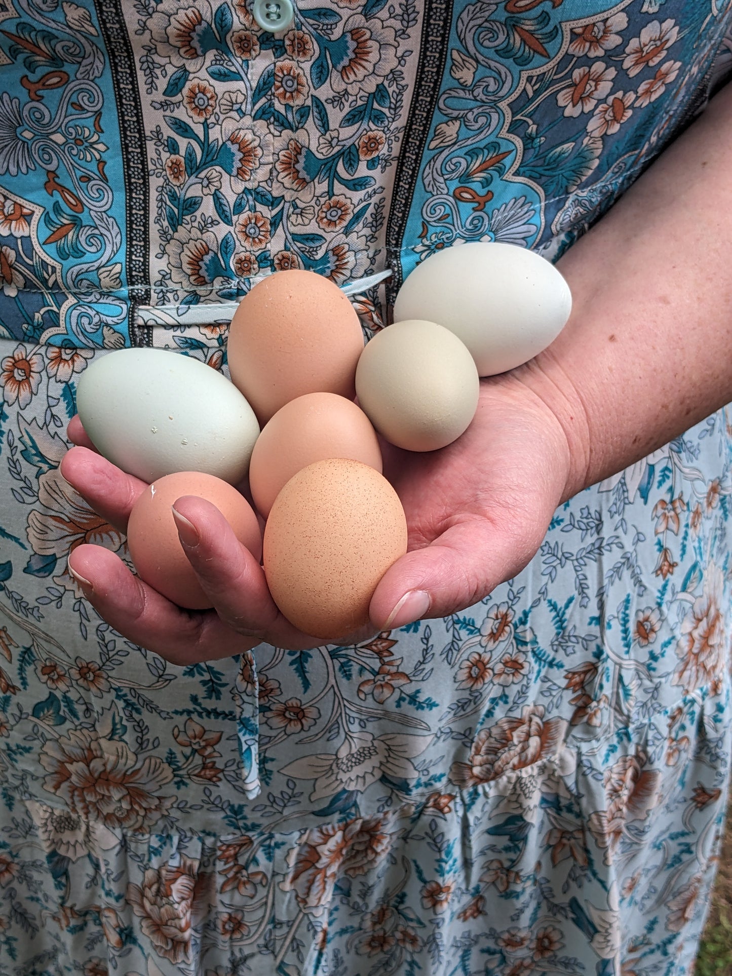 Farm Fresh Eggs by the dozen