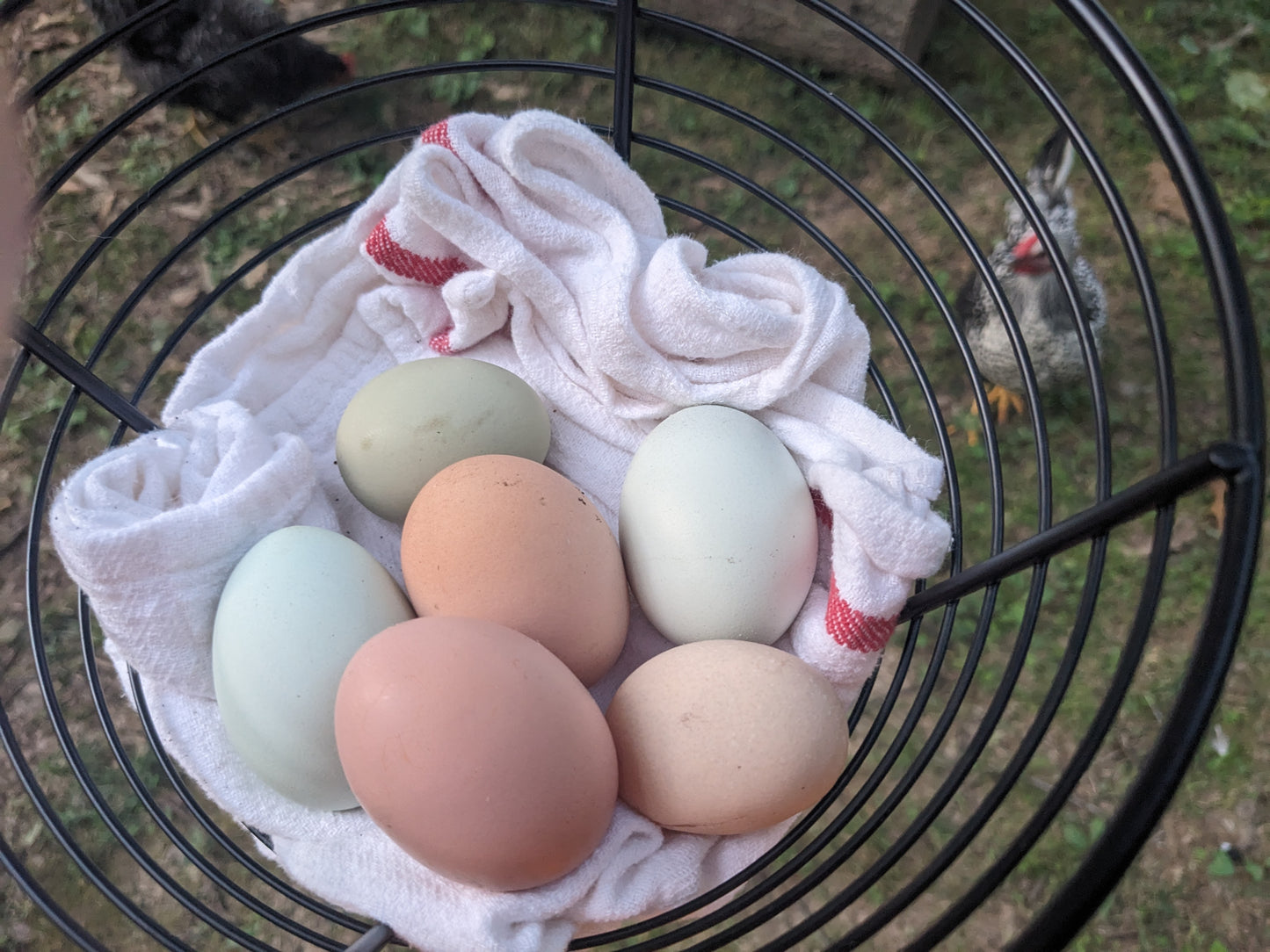 Farm Fresh Eggs by the dozen