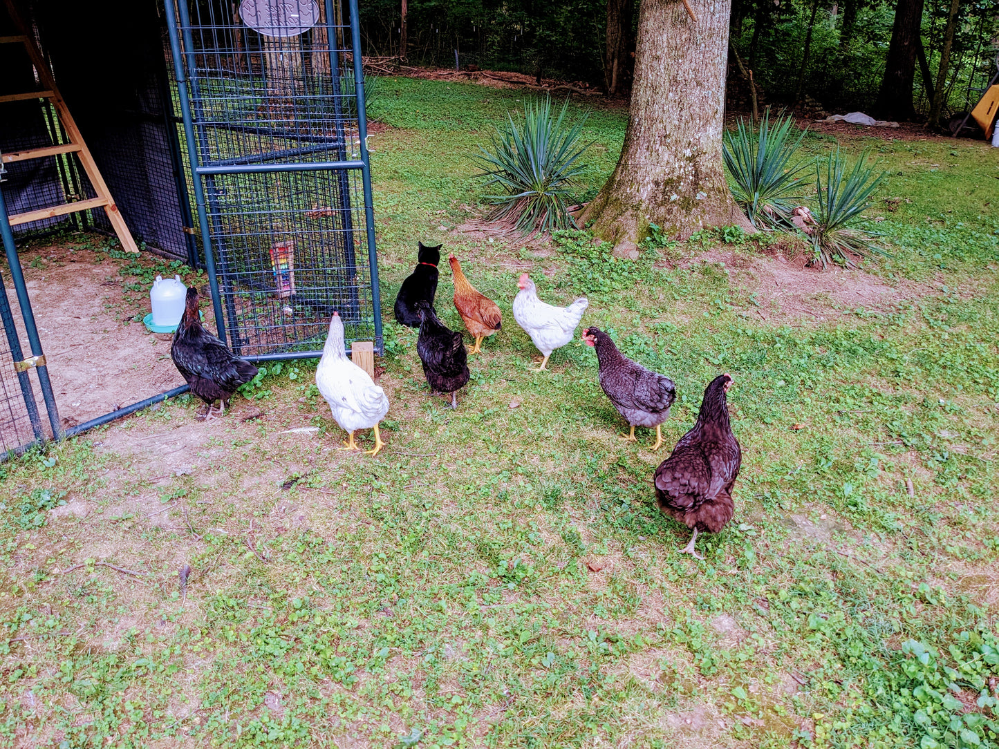 Farm Fresh Eggs by the dozen