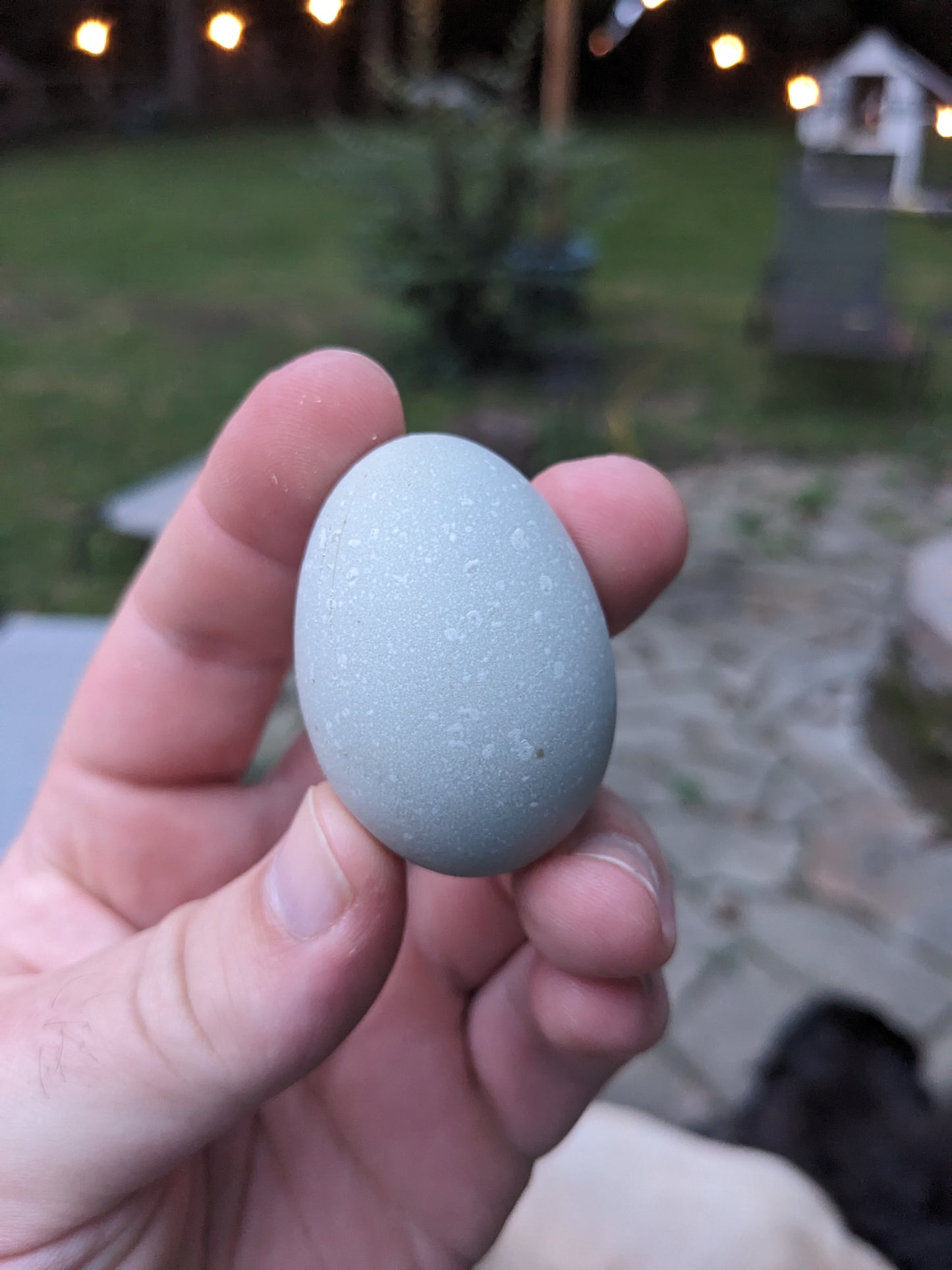 Farm Fresh Eggs by the dozen
