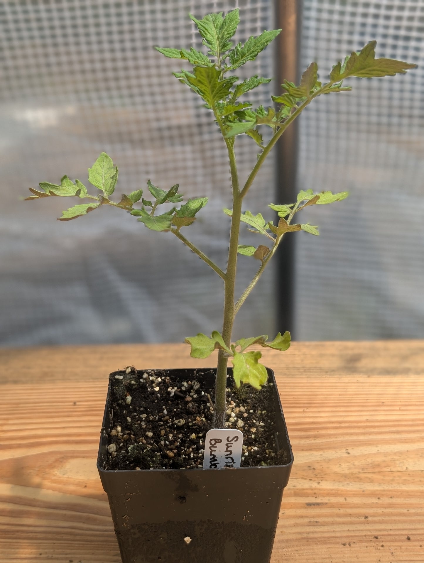 Sunrise Bumblebee Tomato