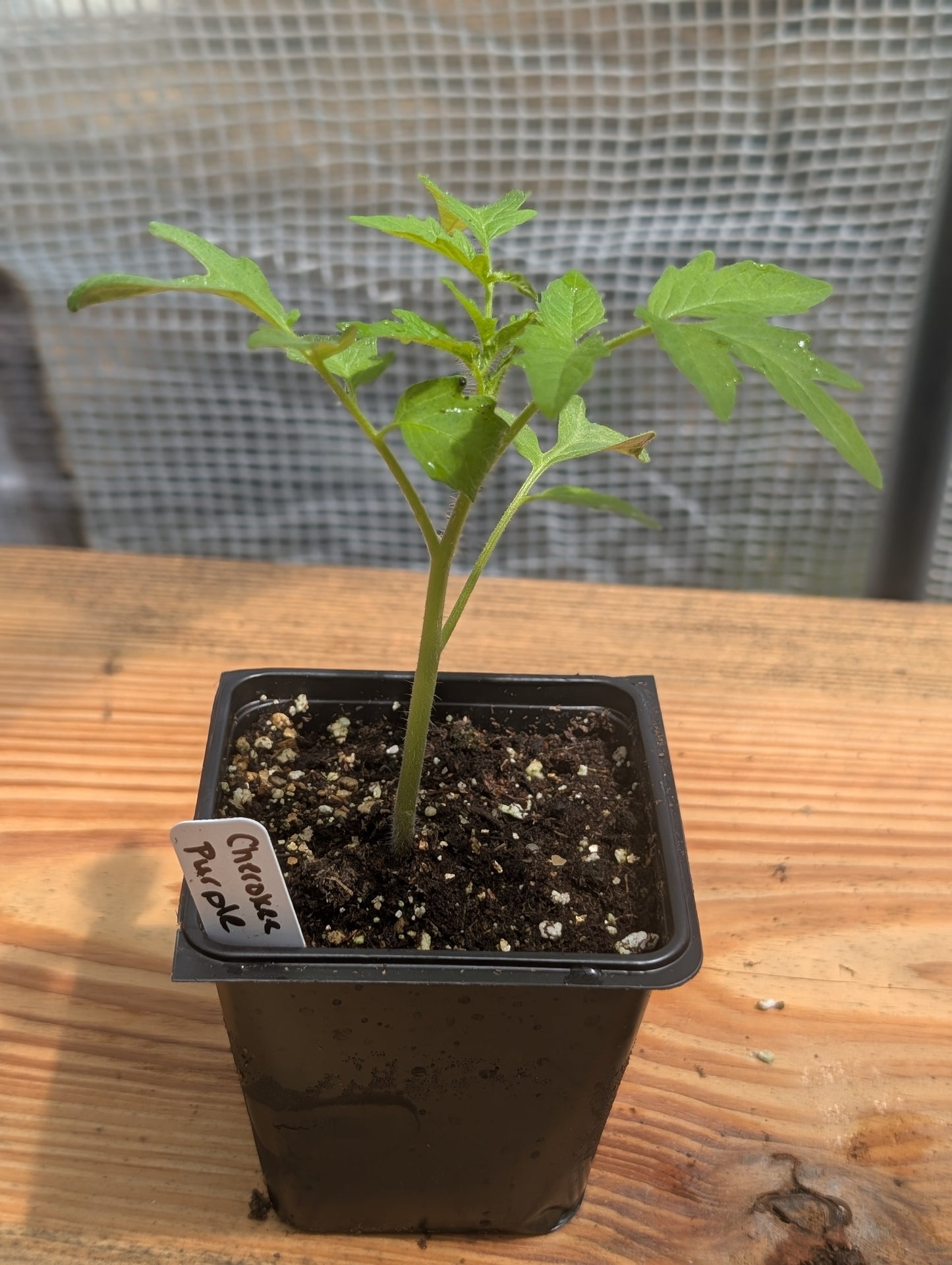 Cherokee purple tomato
