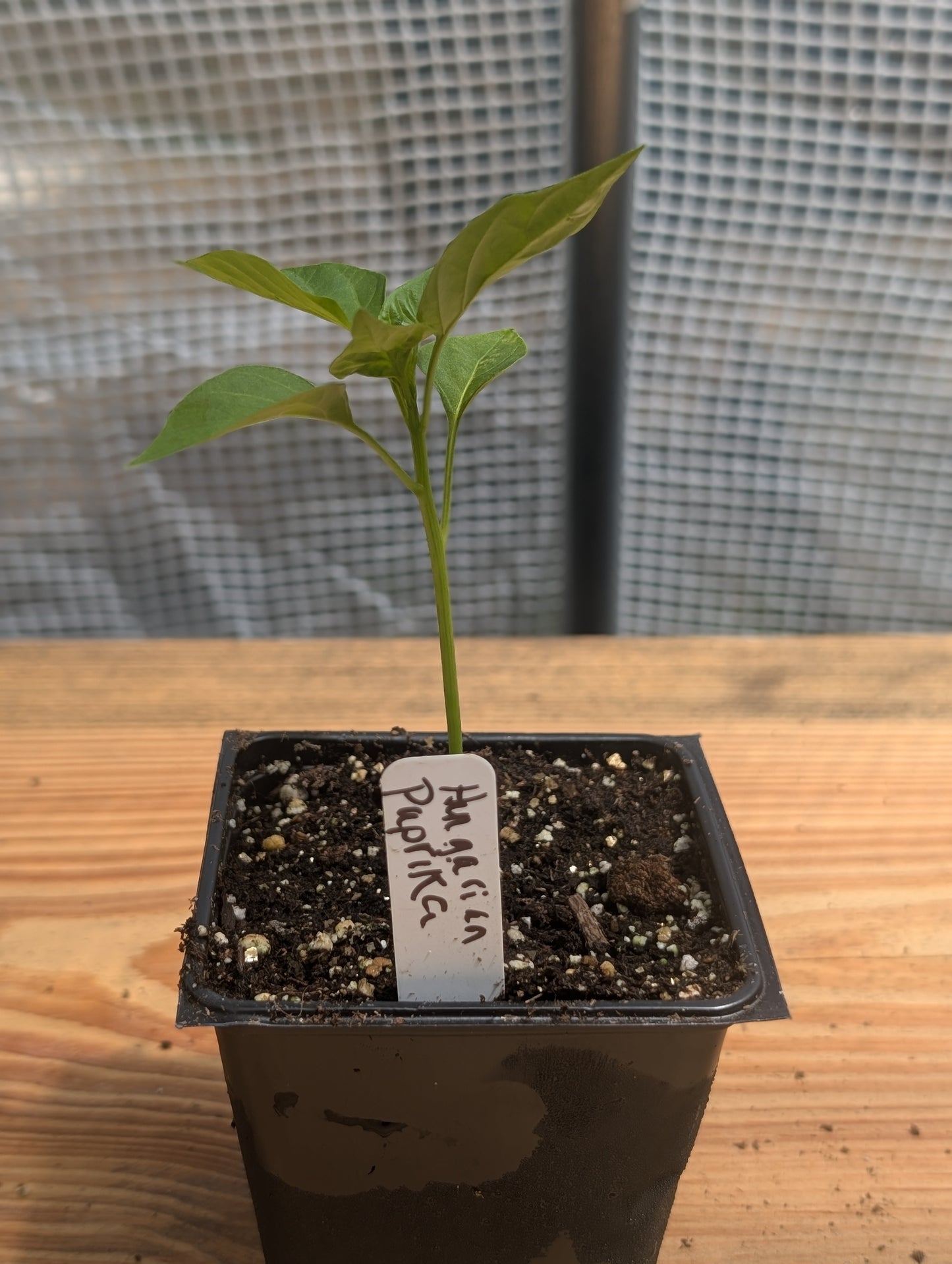 Hungarian Paprika Pepper