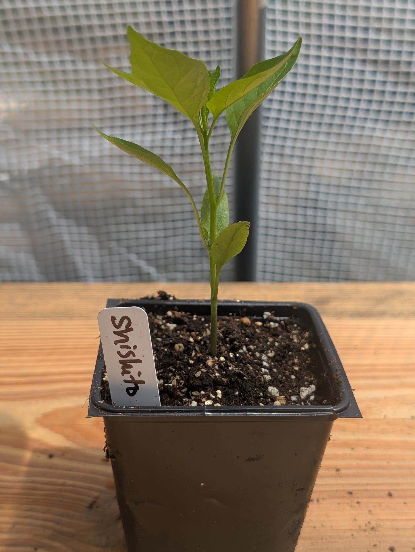 Shishito Pepper