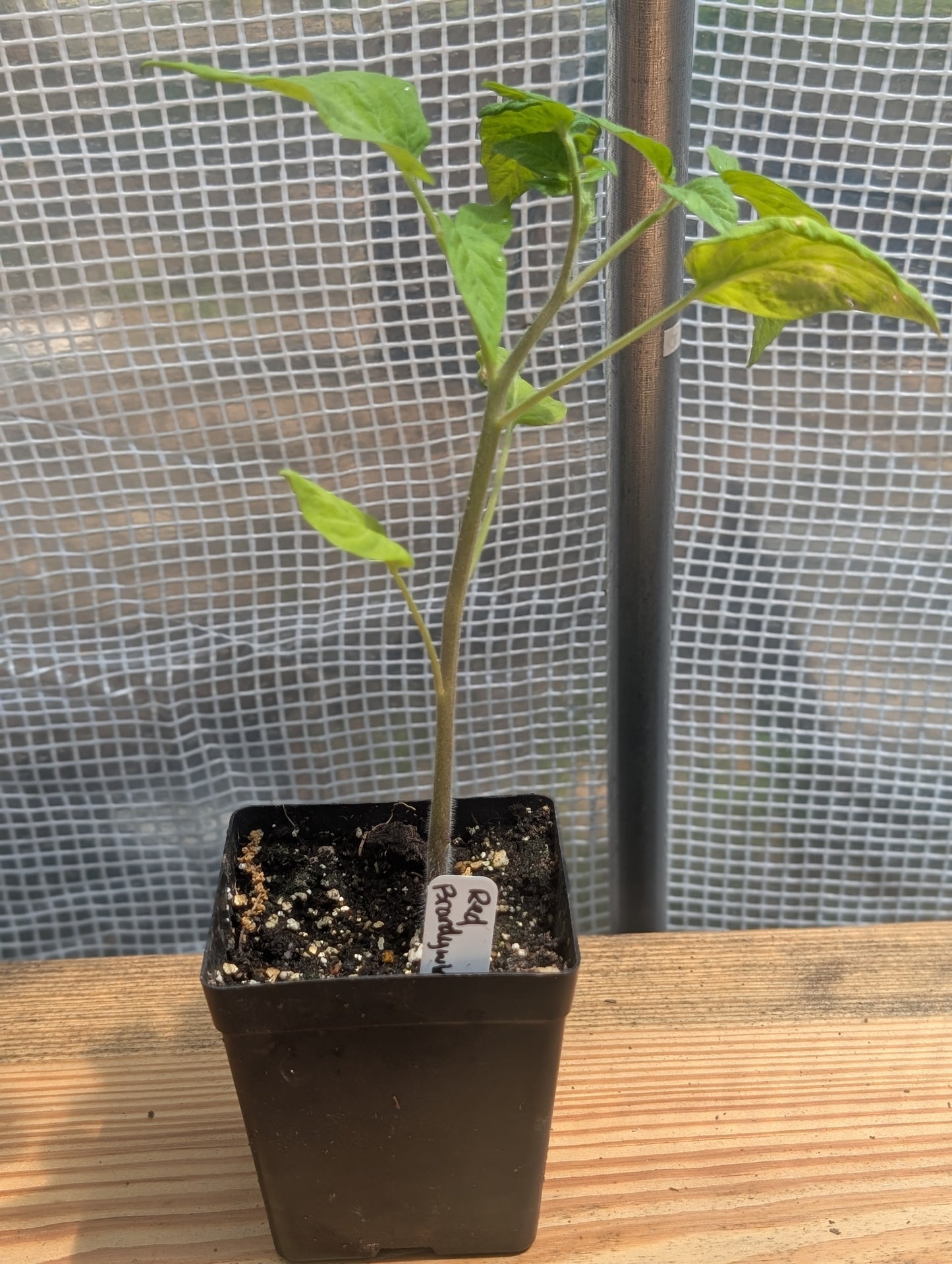 Red Brandywine Tomato