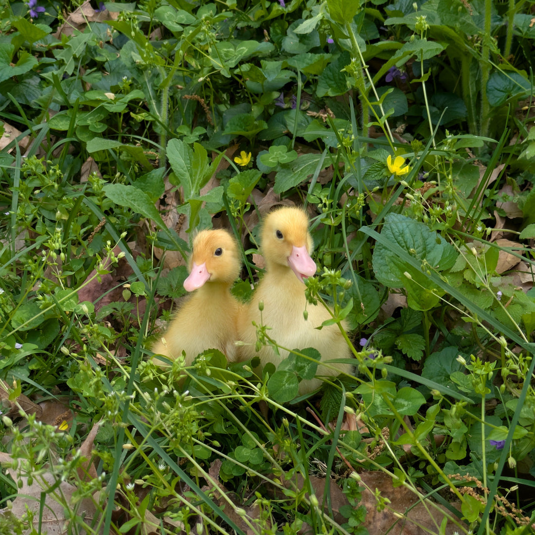 The Latest Surprise Addition to the Farm