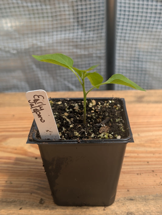 Early Jalapeno Pepper
