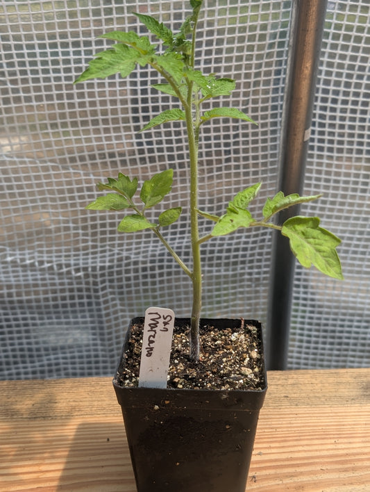 San Marzano Tomato