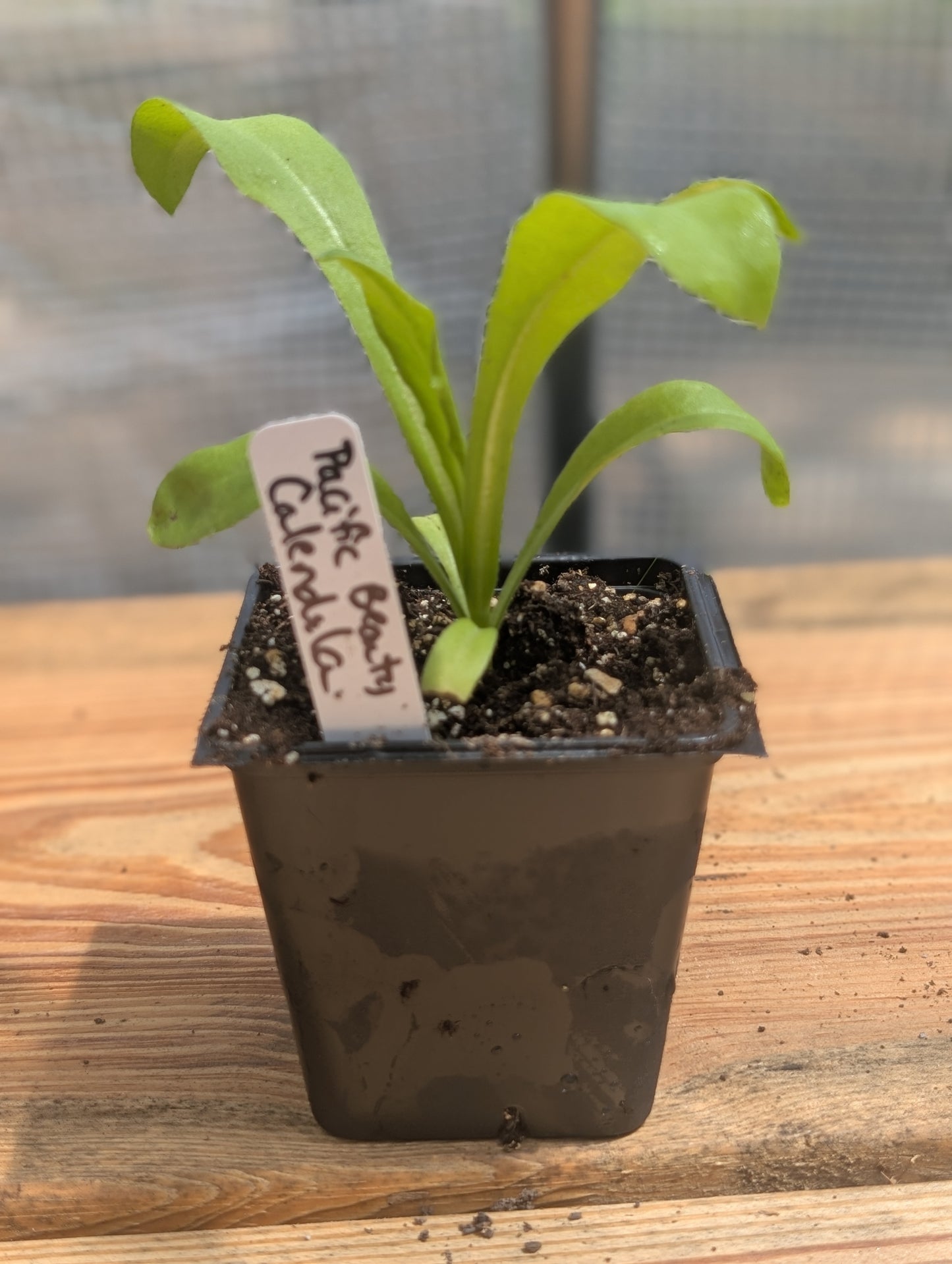 Pacific Beauty Calendula