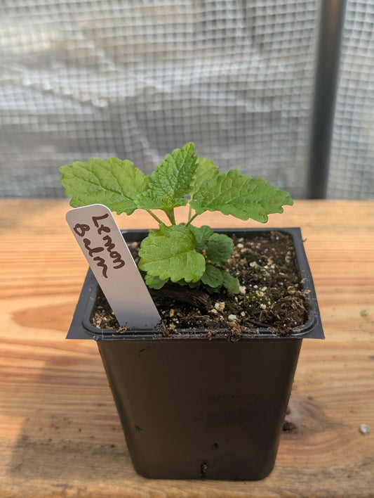 Lemon Balm