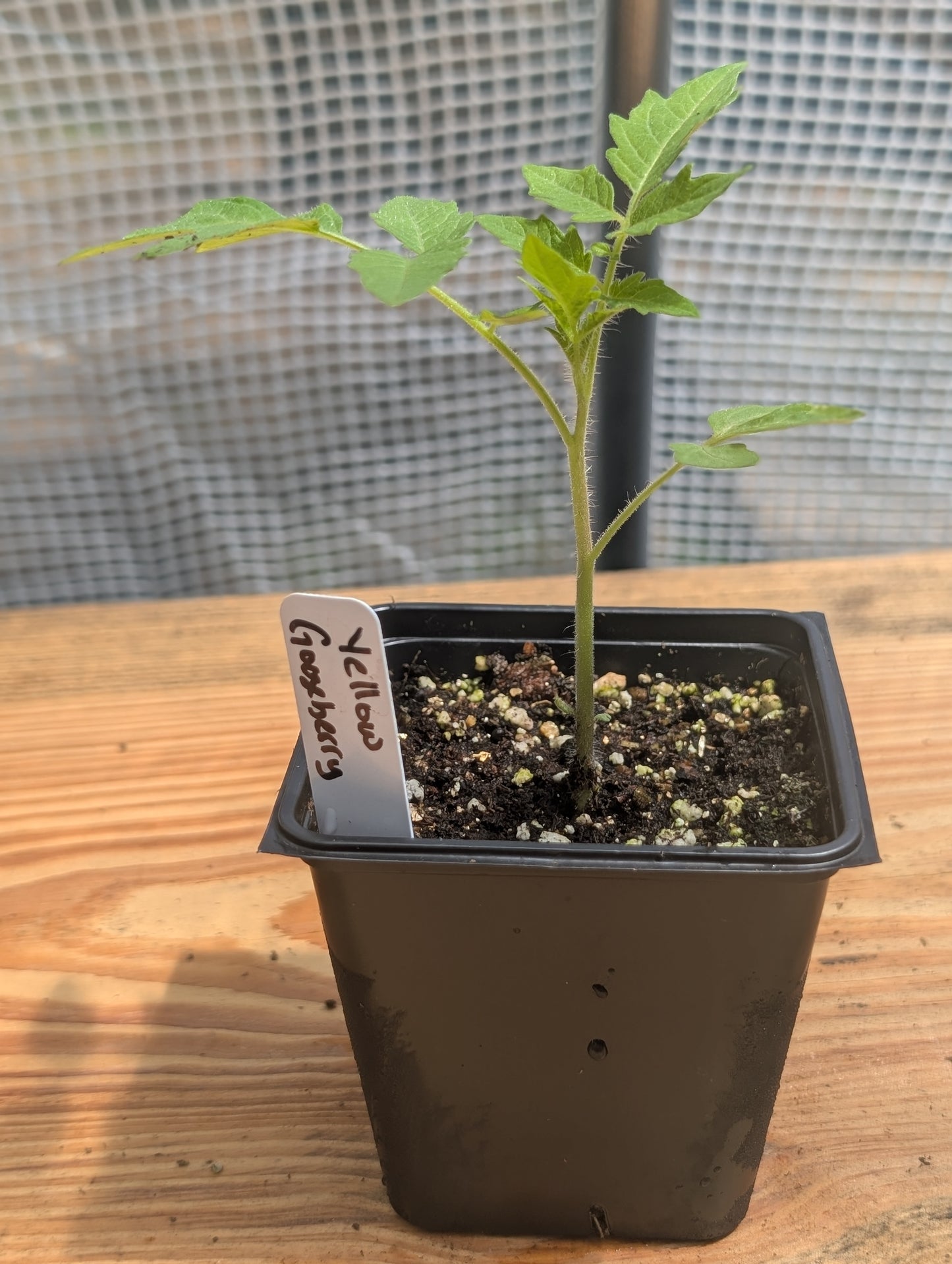 Yellow Gooseberry Tomato