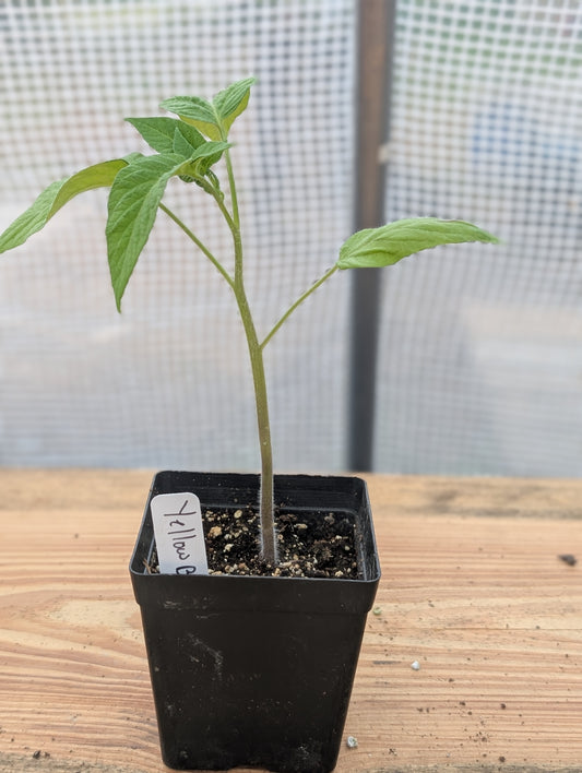 Yellow Brandywine Tomato
