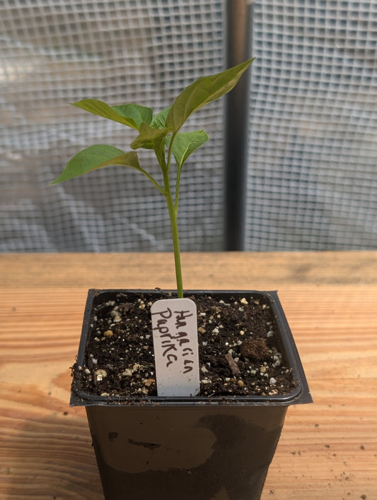 Hungarian Paprika Pepper