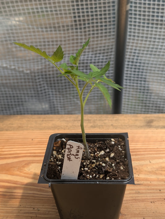 Amy's Apricot Tomato
