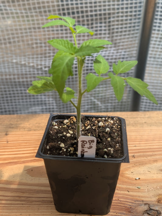 Big Rainbow Tomato