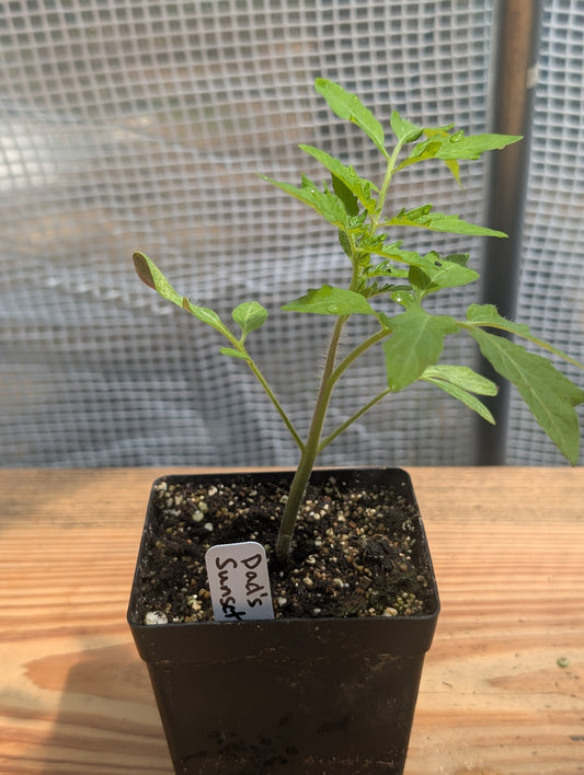 Dad's Sunset Tomato