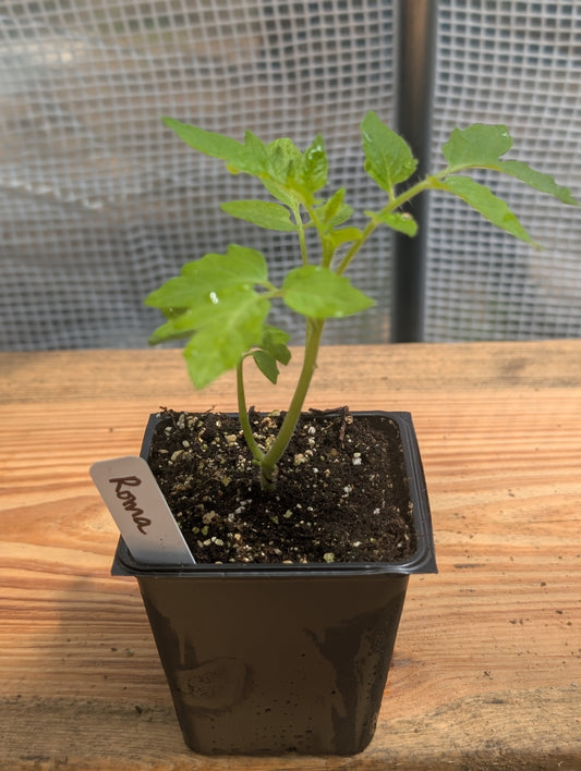 Roma Tomato