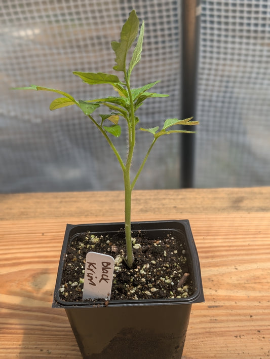 Black Krim Tomato