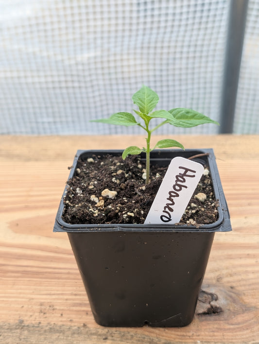 Habanero Pepper